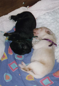 chiots Niob